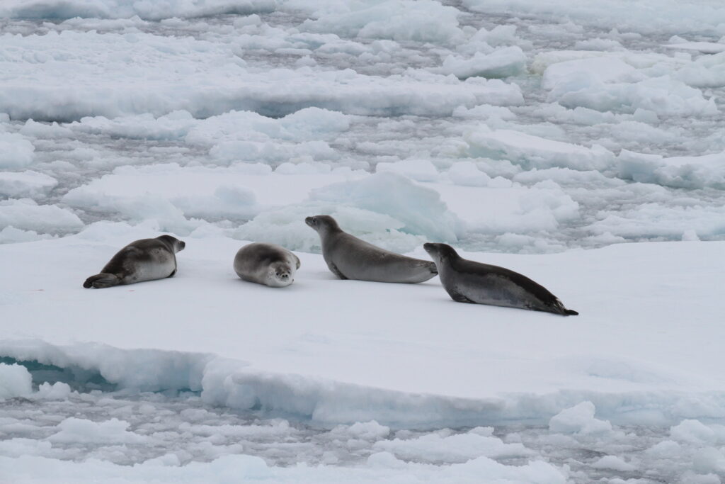 Crabeater seals on an ice floe with a thick layer of snow-ice.