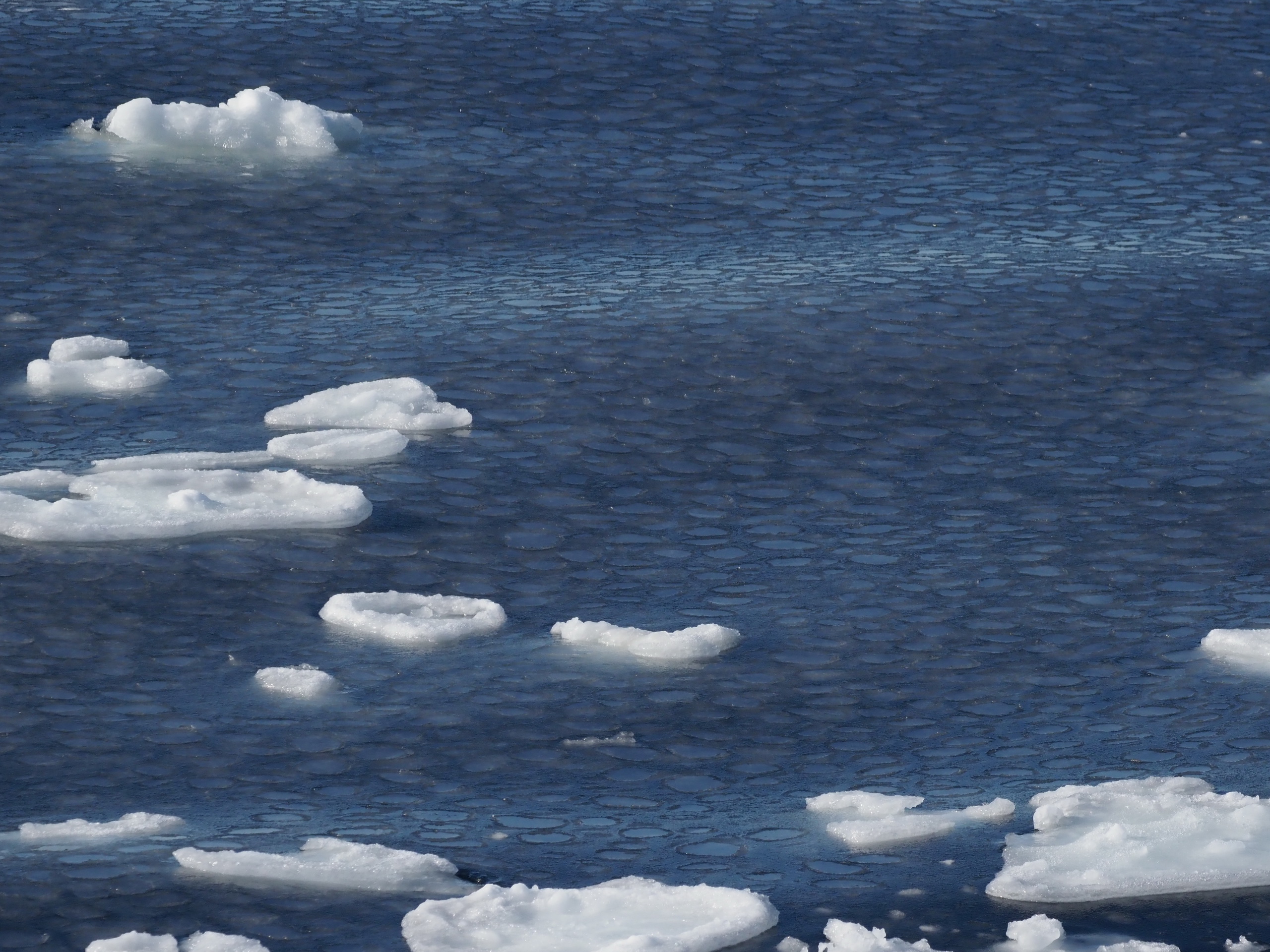 Sea ice forming between grey-white young ice pancakes.