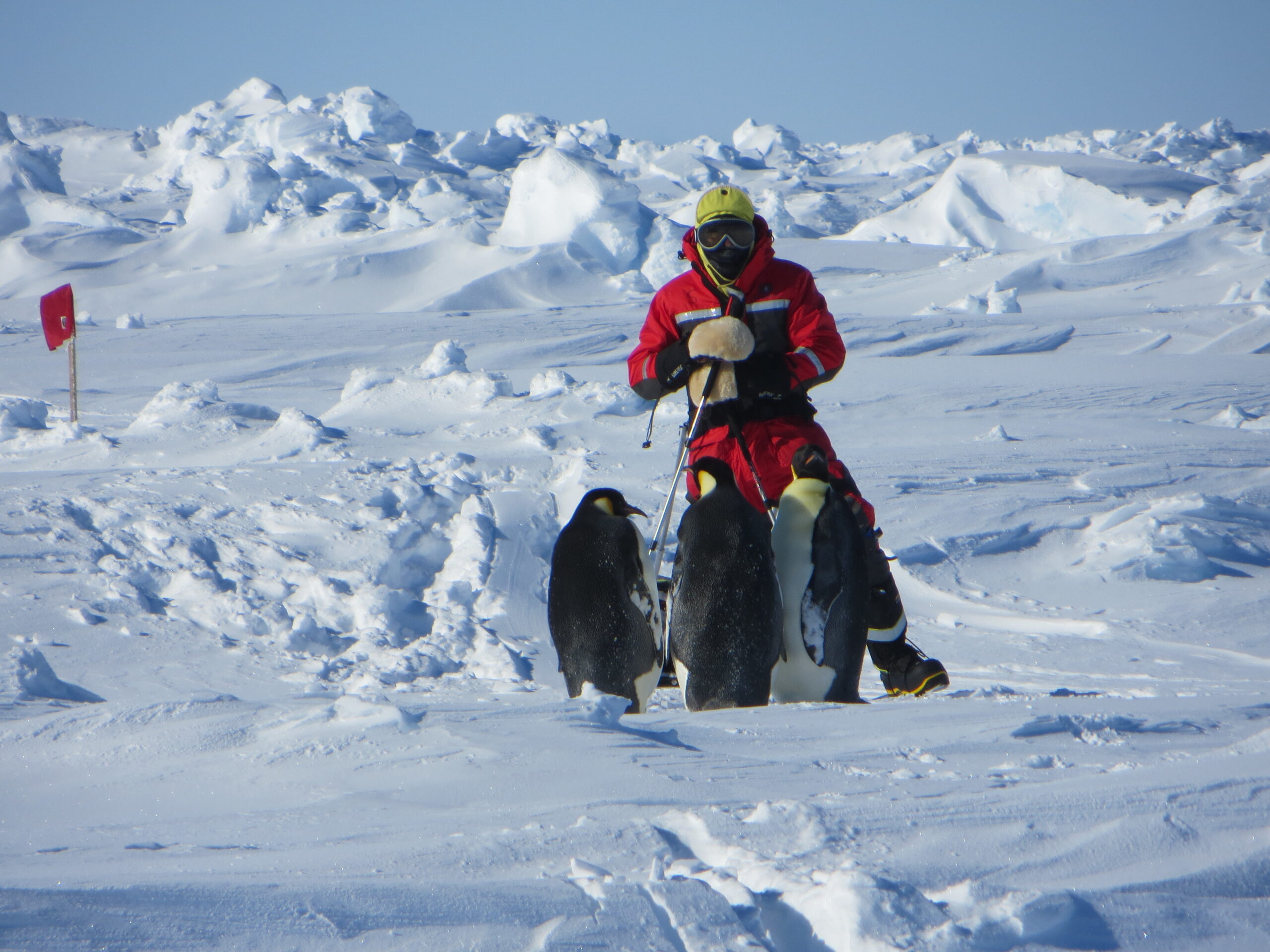 Researcher is visited by emperor penguins while setting up the spectral radiometer to measure light in the ultraviolet, visible and near infra-red wavelengths testing areas of young ice and newly forming ice in leads between ice floes.