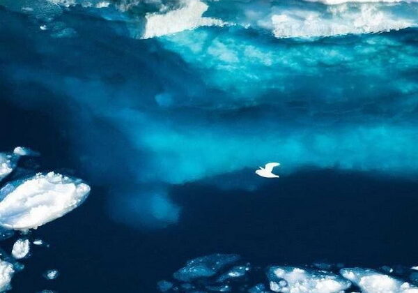 Snow petrel flying over open water with view to keep of sea ice. Ninety percent of sea ice thickness is underwater.